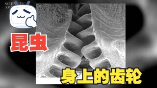 大自然进化出了“齿轮”？伊苏斯飞虱的后腿有齿轮结构？
