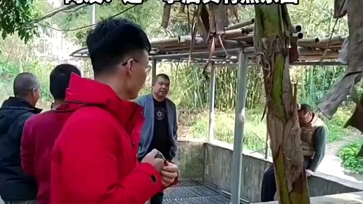 หนุ่มซัดต้นกล้วยเต็มแรง ถูกเจ้าของเรียกค่าเสียหาย 1,500 หยวน