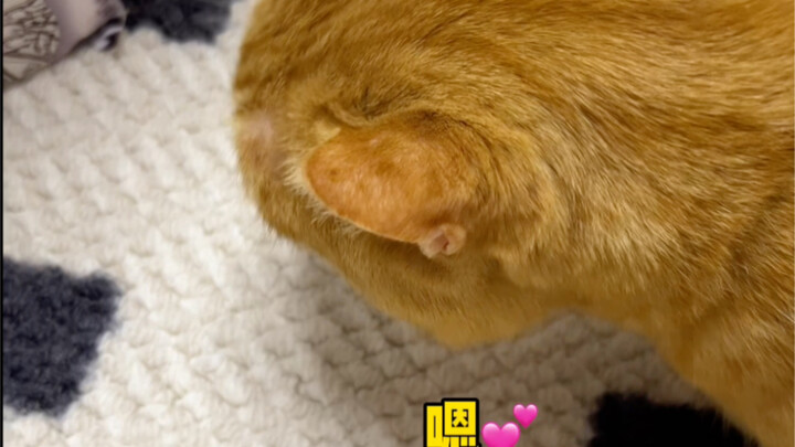 قطتي الصغيرة حتماً جاءت لترد الجميل!!!