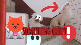 Creepy sound on Halloween Night w/ Micca