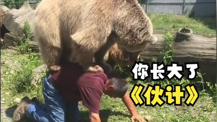 Brown Bear Revisits Childhood Games with Its Keeper