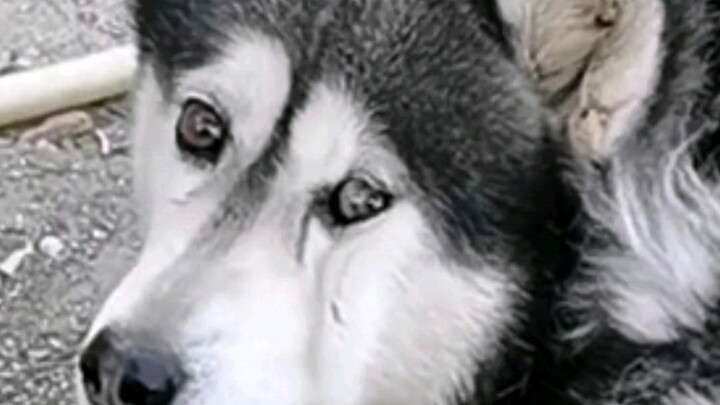 يبدو أن لا أحد في موقع Bilibili محظوظاً مثلي!