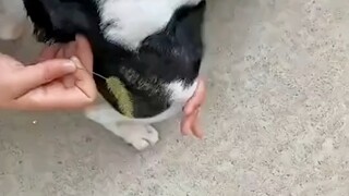 Terlalu cepat pulang ke rumah. Ayo main dengan anjing!