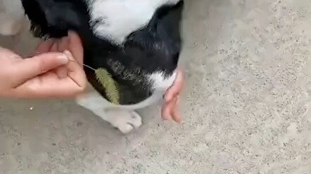 I'm home too early. Let's go play with the dog!