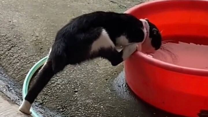 “Kucing kecil minum air seperti ini pasti ada alasan di baliknya”