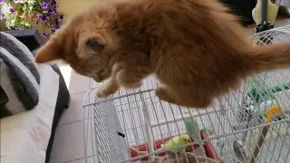 Kitten Cat Wants To Play With The Budgie Parrot /Catching Budgie