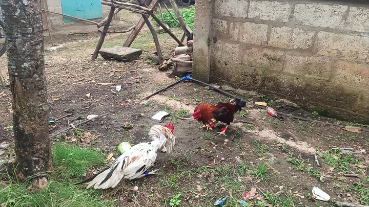 Leiper Grey x White Kelso VS McLean Kelso spar.