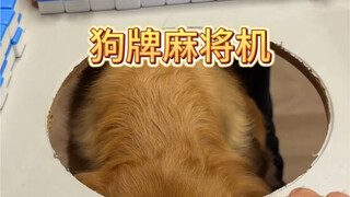 竟然真的有“狗动麻将桌”