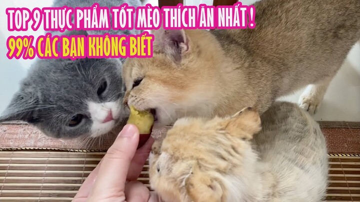 Top 9 Thực Phẩm Tốt Mèo Thích Ăn Nhất | 99% Các Bạn Không Biết