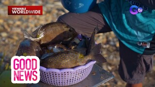 Naglalakihang isda, pinupulot lang sa pampang?! | Good News