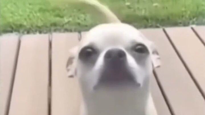 Anjing benar-benar kalah telak