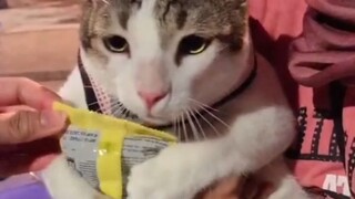 Seperti apa ya kalau anak kucing mengalami kecemasan sosial? Lucu banget~