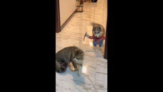 When dogs put on mascot costumes...