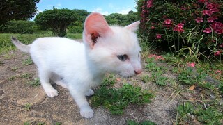 [Cats] The Kitty I Saw At The Park Melted My Heart