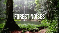 Forest background noises/music