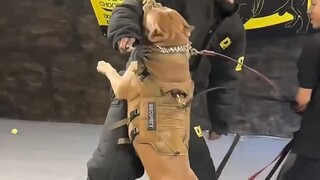 How fast can the guard dog react? It gives you a full sense of security.