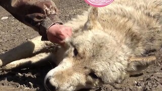 The wolf king acts cute with the wolf keeper every day~