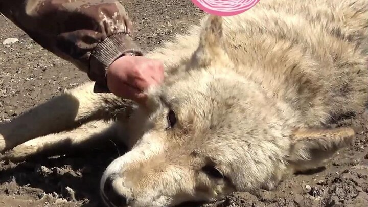 The wolf king acts cute with the wolf keeper every day~
