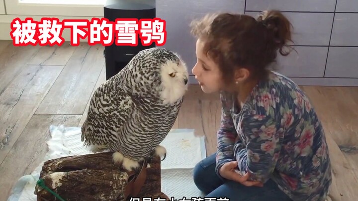 A snowy owl was hit by a car and left on the brink of death, but a girl saved its life. Over a decad