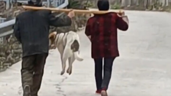 In Hunan, a dog had so much fun during the New Year that it didn’t want to go home—so Grandpa showed