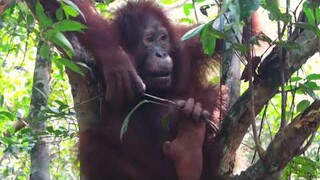 The Heart of Borneo | Orangutan Caring Week 2020