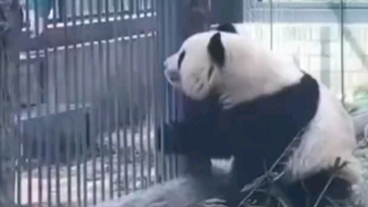 萌兰上行为训练课