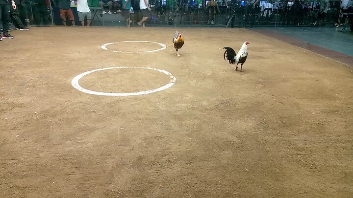 2Hits ulutan Manila Arena. First fight Hiraw vs Bulik