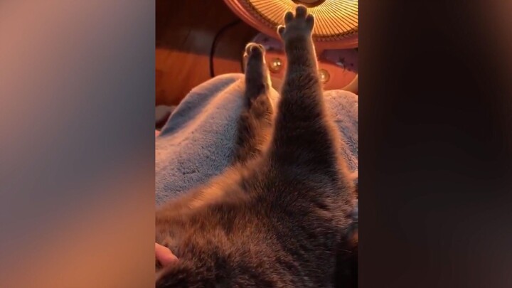 Meow: I don’t really have any special talents, so let me just show you my jiojio blooming act!