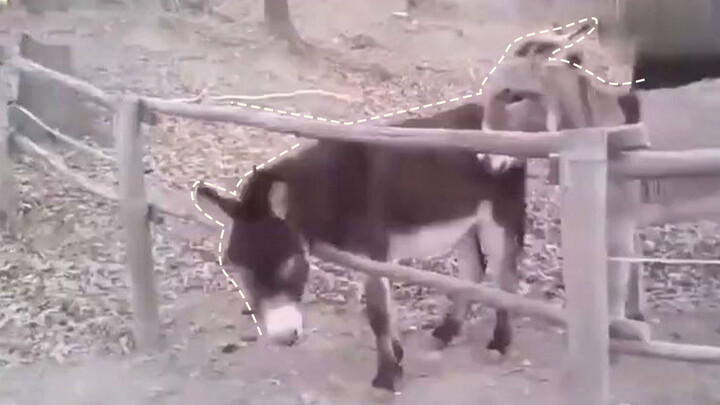 They are both donkeys, but one is an idiot, and another is god-tier.