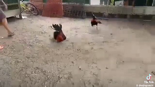 2nd fight ni MB sayang nagantihan pa #RJAYGAMEFOWL