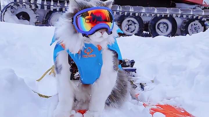 Chụp ảnh mèo Ragdoll trên tuyết ở nước ngoài, xem xong: Ừ, mèo nhà tớ đúng là đồ bỏ đi.