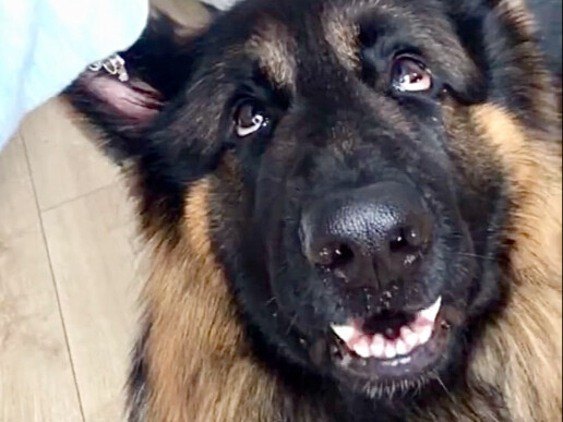 Pura-pura sentuh anjing dan lihat reaksi mereka