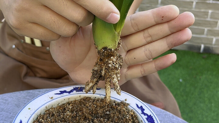 Saving a Clivia with Root Rot