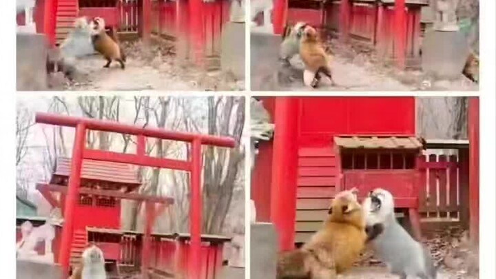 Tokusatsu terwujud dalam kehidupan nyata