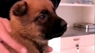 【Dog】Police Dog Gets an Injection