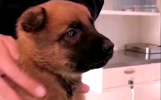 【Dog】Police Dog Gets an Injection