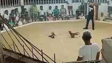 pangalawang manok ni tropa