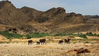 Animal building skills Documentary