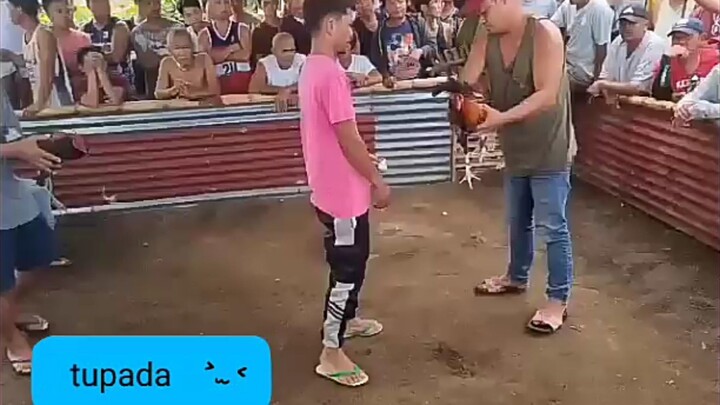 sabong sah bicol