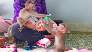 Little cute Toto & Yaya very thirsty & trying to compete to get a bottle