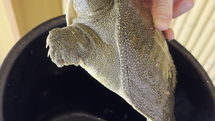 The world is so big—today, it’s fresh-pickled soft-shelled turtle!