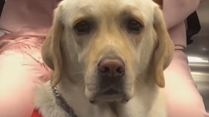 For the first time, I got to see the guide dog Lala up close—her eyes are like those of a sweet, obe