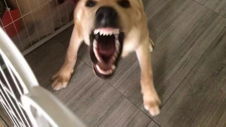 The origin of the “big dog chewing emojis” has been found.