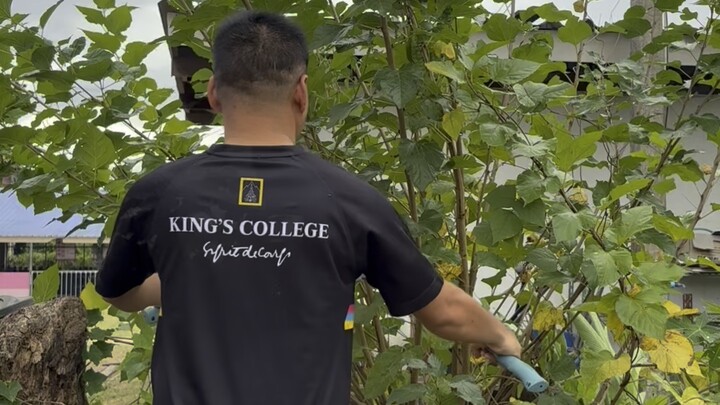 ตัดแต่งกิ่ง