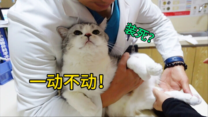 Mèo con giả chết để trốn khám sức khỏe? Kết quả là lại thêm nhiều hạng mục khám nữa!