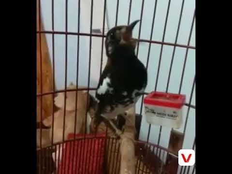 Mempercepat anis kembang bukak paruh dengan pancingan suara ini