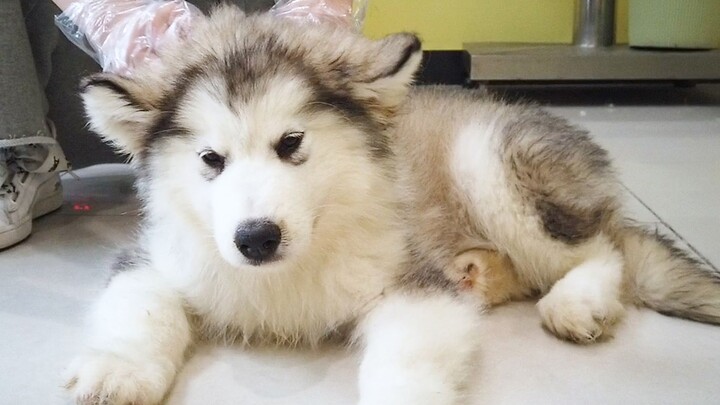 Dog Euthanasia | Put It To Sleep