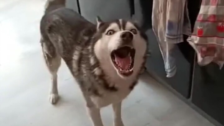 “มีเสียงก็มีเสียง แถมยังมีสมองอีก!”