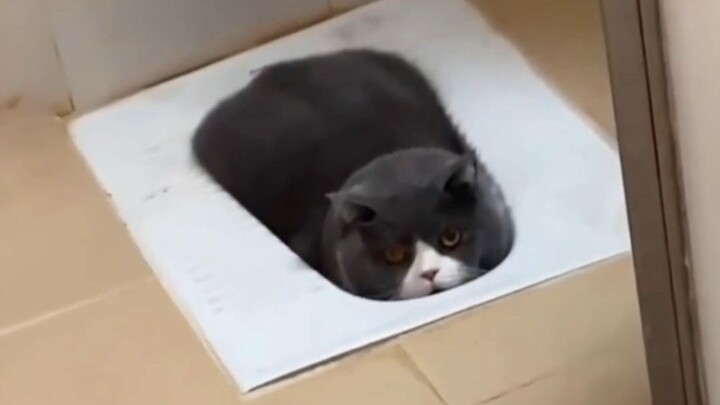 "ฉันได้ยินมาว่าคุณอยากเลี้ยงแมวเหรอ?"