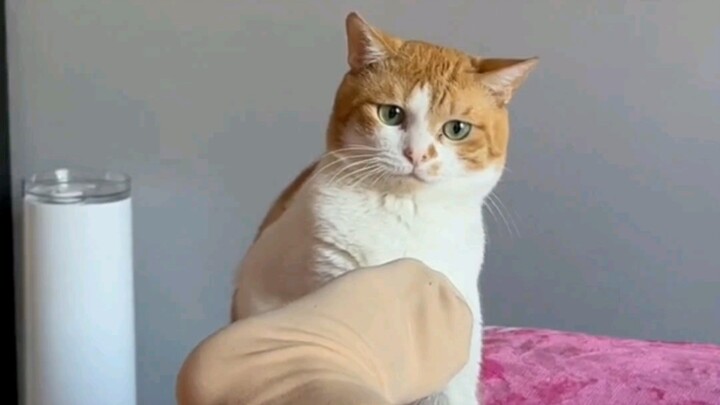 Benci kucing yang tidak punya batas pribadi!